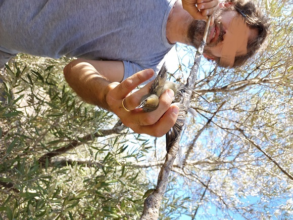 Republic of Cyprus: Report # 2 from the Autumn Bird Protection C